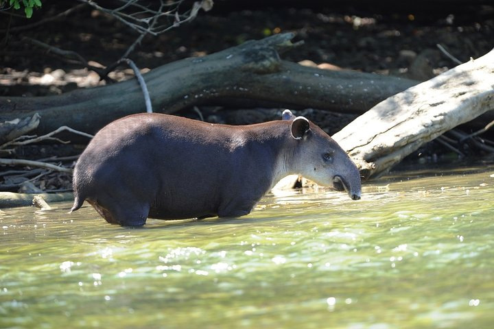 Corcovado National Park Costa Rica Vacation Package by Greenway Tours